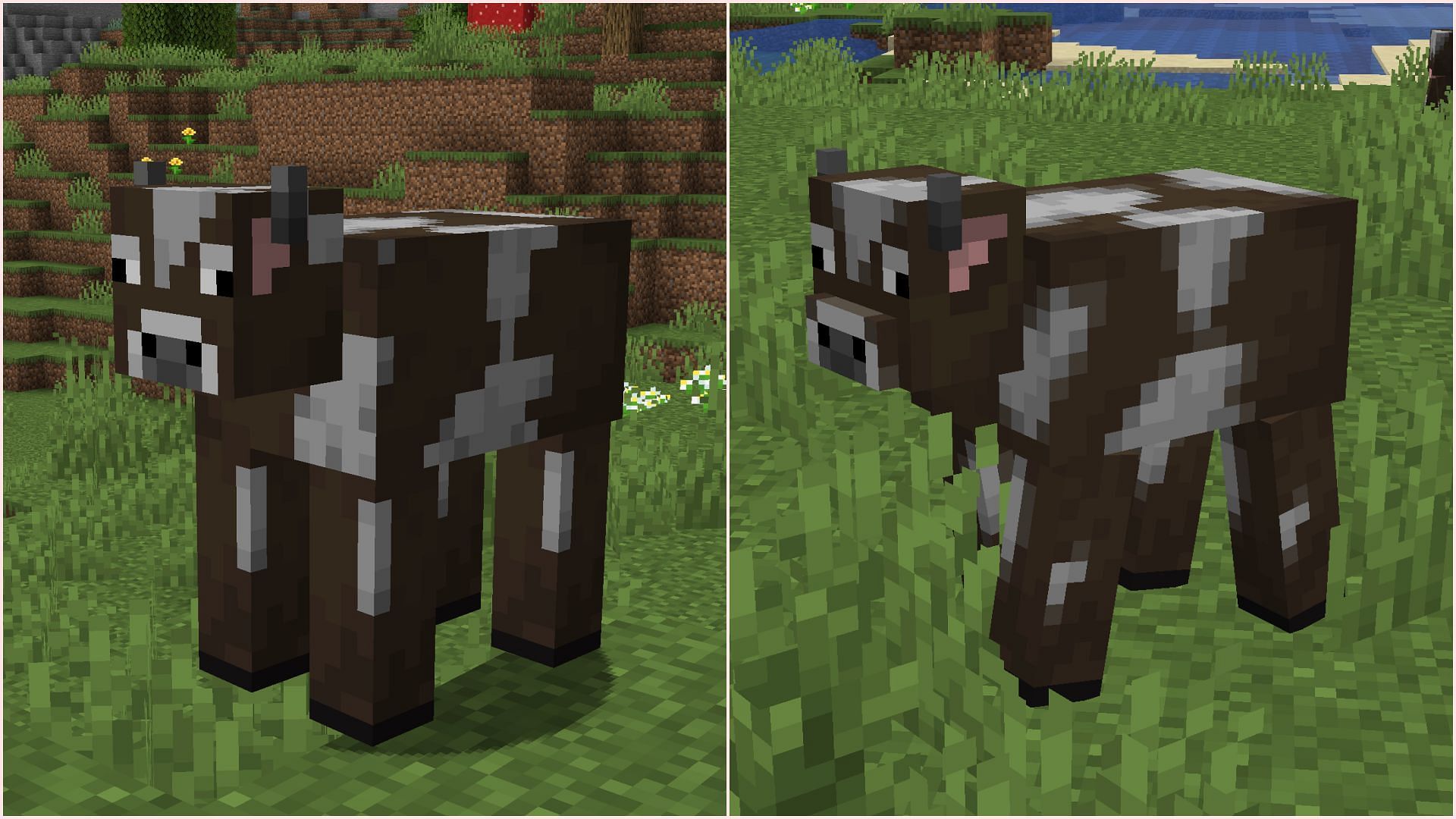 Temperate cows received a minor texture and model update (Image via Sportskeeda Gaming || Mojang Studios)